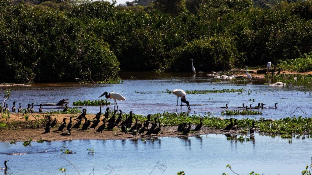 pantanal biodiversidade