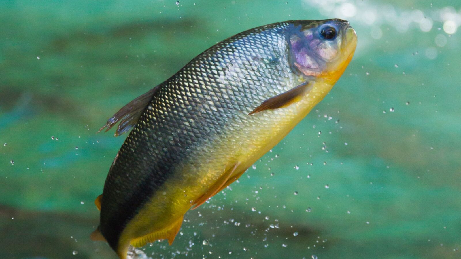 pesca no pantanal