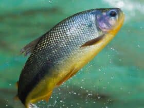 pesca no pantanal