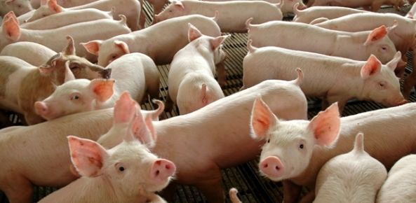 O tempo de gestação das porcas é de 112 dias, aproximadamente, dando depois à luz entre seis e doze crias, a que se chamam leitões, ou bácoros. Um porco livre pode viver cerca de 12 anos.