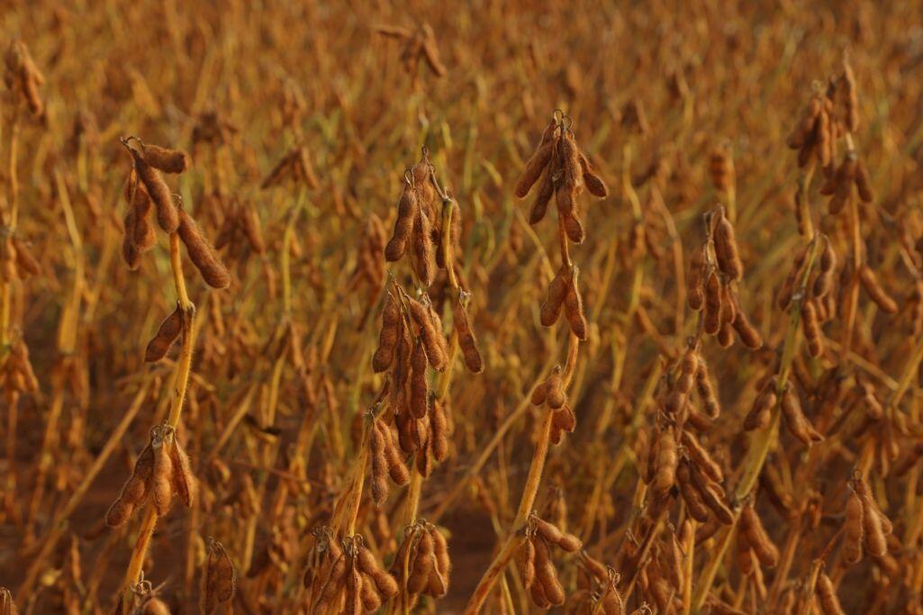 soja mato grosso