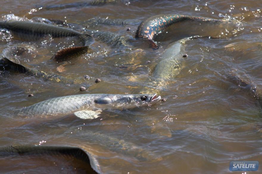 No vídeo, a pombinha aparece tranquilamente ciscando as margens da lagoa quando a traíra se aproxima sorrateiramente. O peixe fica à espreita por alguns segundos, observando a ave com atenção. De repente, em um movimento rápido e preciso, a traíra salta da água e abocanha a pombinha. A ave tenta se debater, mas não tem chance contra a força do predador. Em poucos segundos, a pombinha é engolida completamente. Características do Peixe Traíra: Um Predador Implacável A traíra (Hoplias malabaricus) é um peixe de água doce comum na América do Sul. É conhecido por sua aparência robusta, boca grande e dentes afiados. O peixe é um carnívoro voraz e se alimenta de uma variedade de presas, incluindo peixes menores, aves, répteis e mamíferos. A traíra é um predador oportunista e costuma atacar suas presas em emboscadas. O peixe se camufla na vegetação aquática e espera o momento certo para atacar. Quando a presa está ao seu alcance, a traíra salta da água e a abocanha com força.