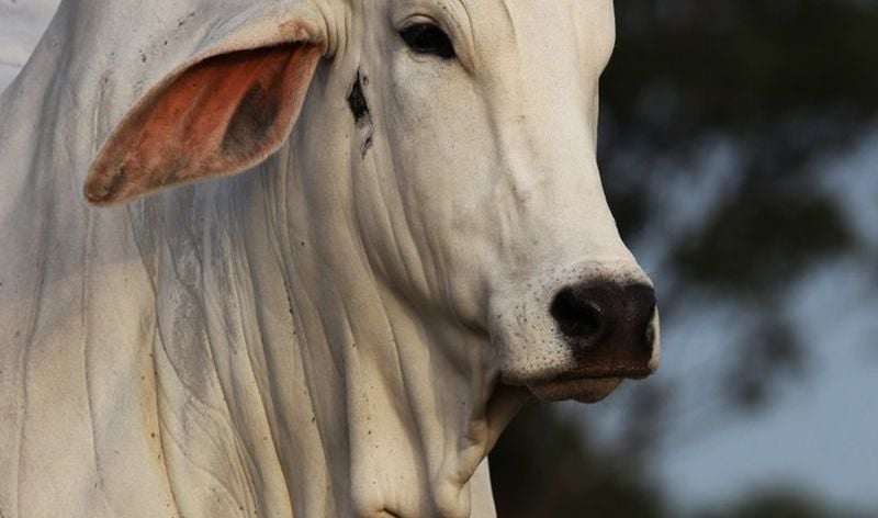 O boi é um mamífero ruminante da família dos bovinos, que inclui também as vacas, os búfalos e os yaks. É um animal de grande porte, com peso que pode chegar a uma tonelada.