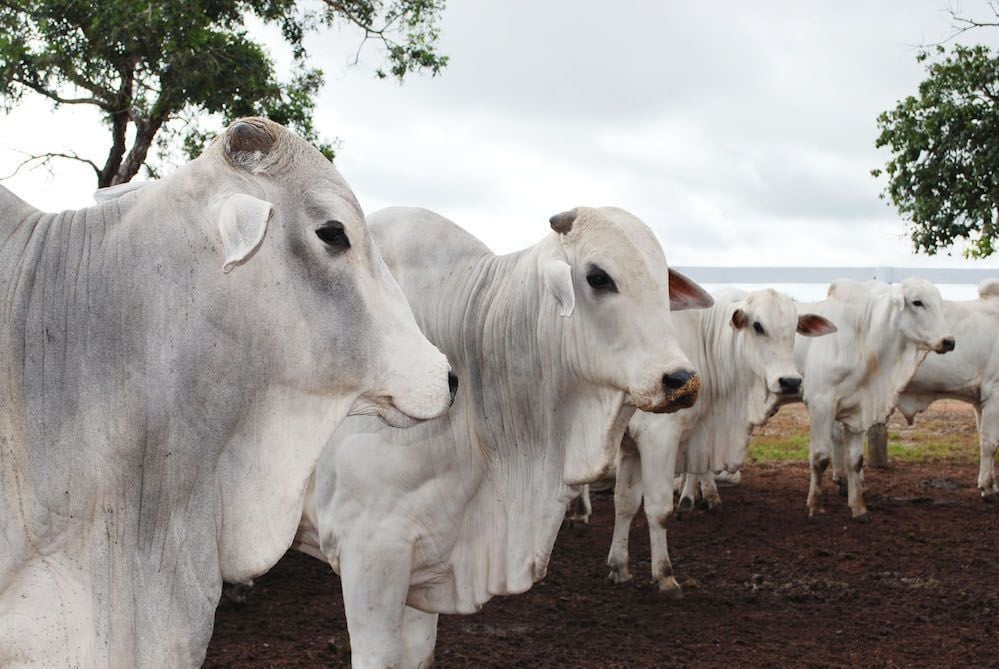 Preços do boi gordo caem em maio com maior oferta de animais