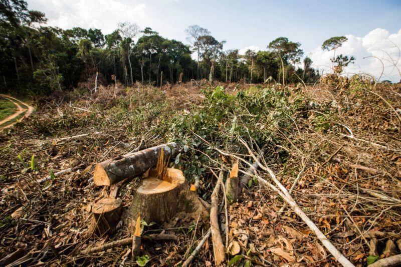 05 Governo Federal cria grupos de combate ao desmatamento Foto amazonia org