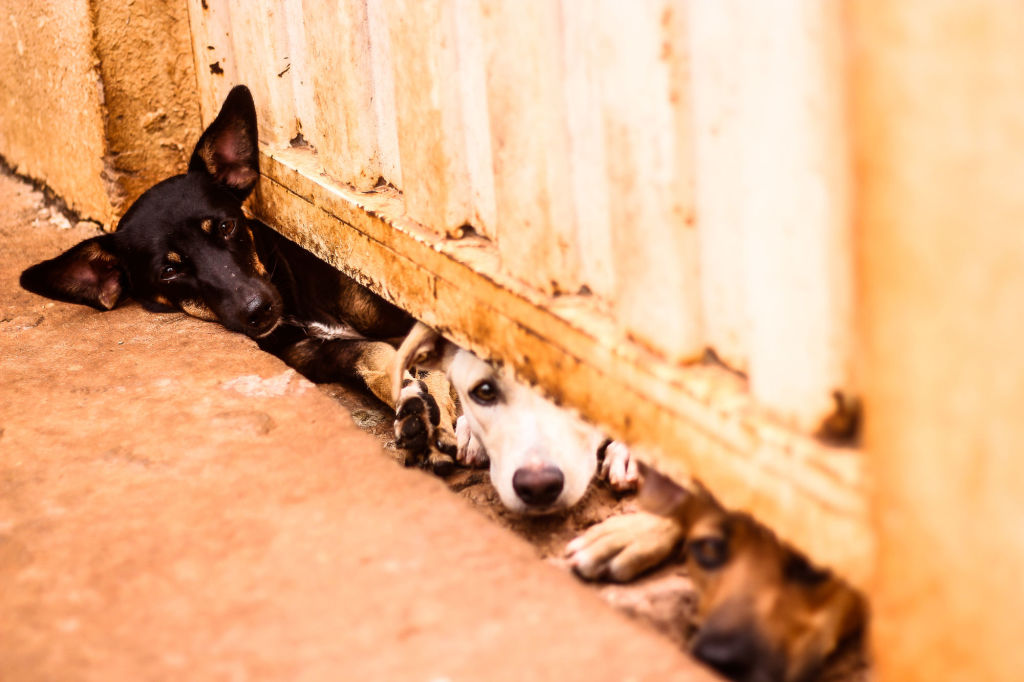 Cachorro abandonado e desnutrido é resgatado em Barra do Garças