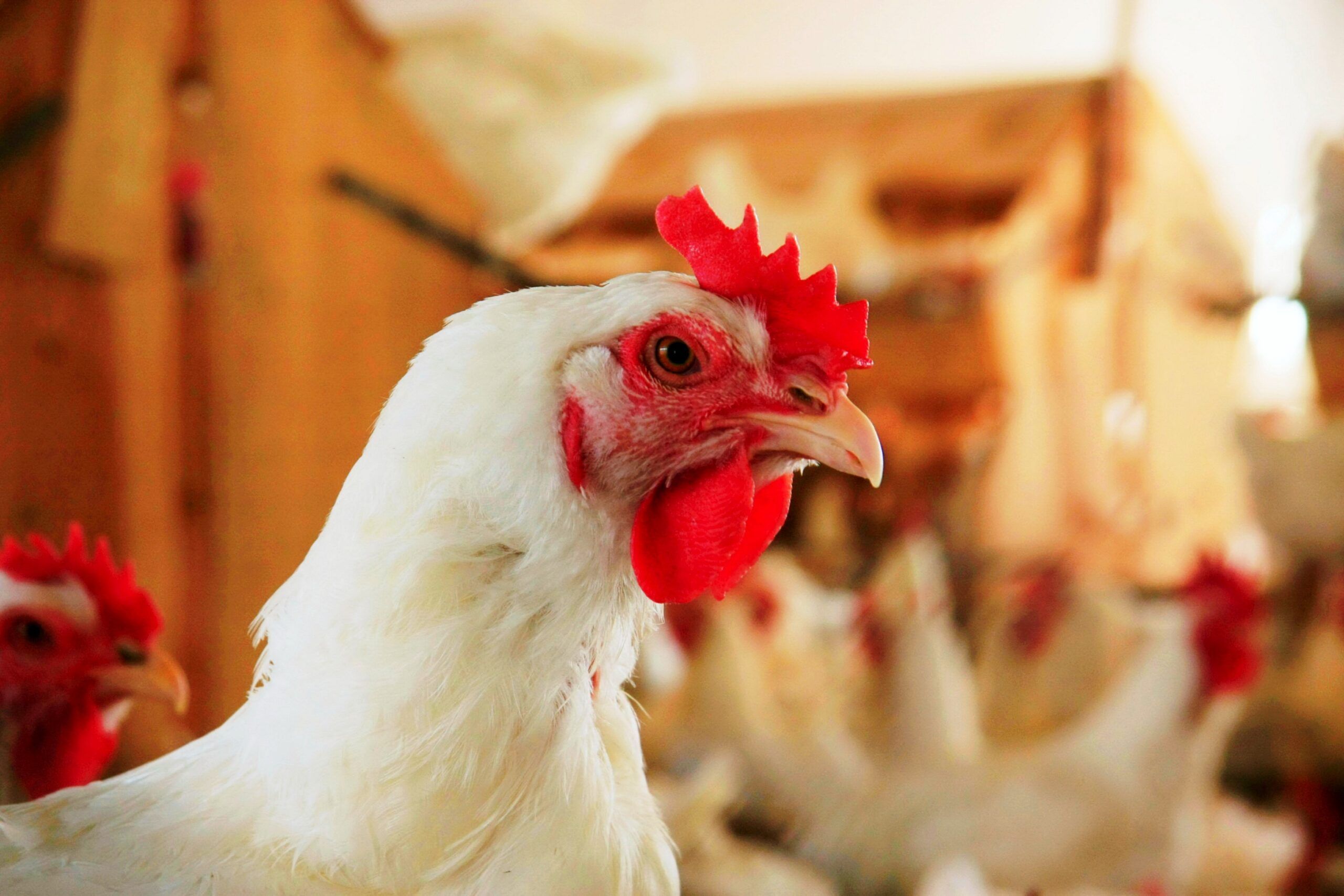 No contexto culinário, o termo frango remete a qualquer prato preparado com a carne de aves como as galinhas
