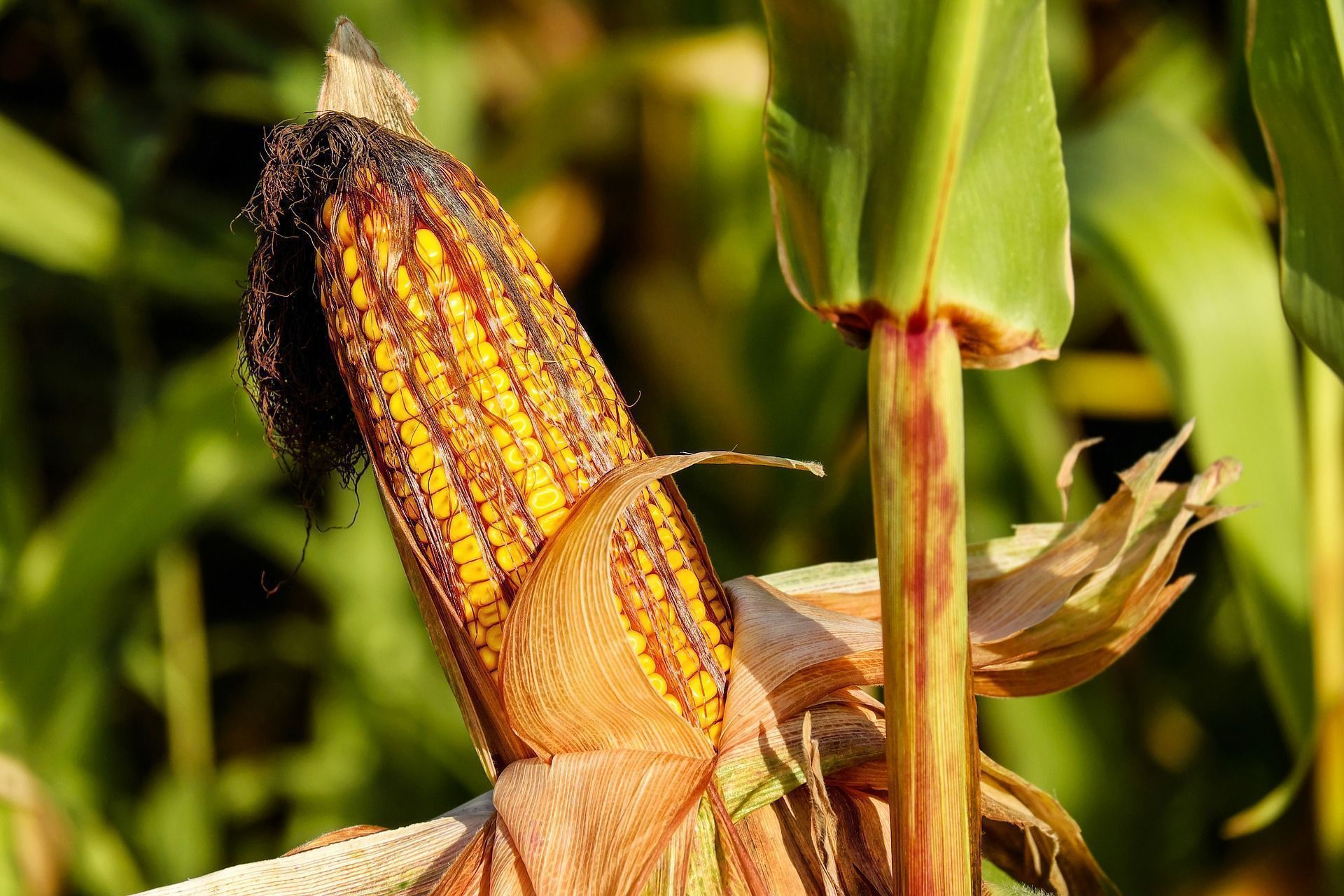 corn on the cob 1690387 1920