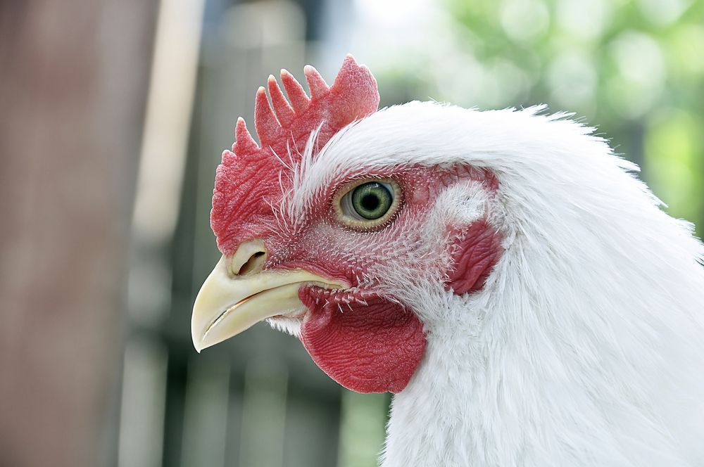 Mais de 50 bilhões de galinhas são criadas anualmente como fonte de carne e ovos. Somente nos Estados Unidos, mais de 8 bilhões de galinhas são abatidas a cada ano para carne e mais de 300 milhões de galinhas são criadas para a produção de ovos.