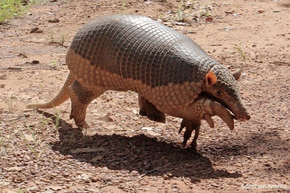 O tatu-bola-da-caatinga foi anunciado em 16 de setembro de 2012 como mascote da copa do mundo de 2014 com o nome de Fuleco – futebol mais ecologia.