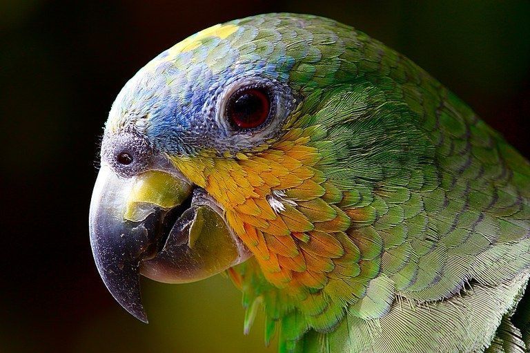 O papagaio-verdadeiro é principalmente um papagaio verde com cerca de 37centímetros de comprimento[4] e pesa cerca de 400 gramas. Tem penas azuis na testa, acima do bico e amarelo na cara e coroa.