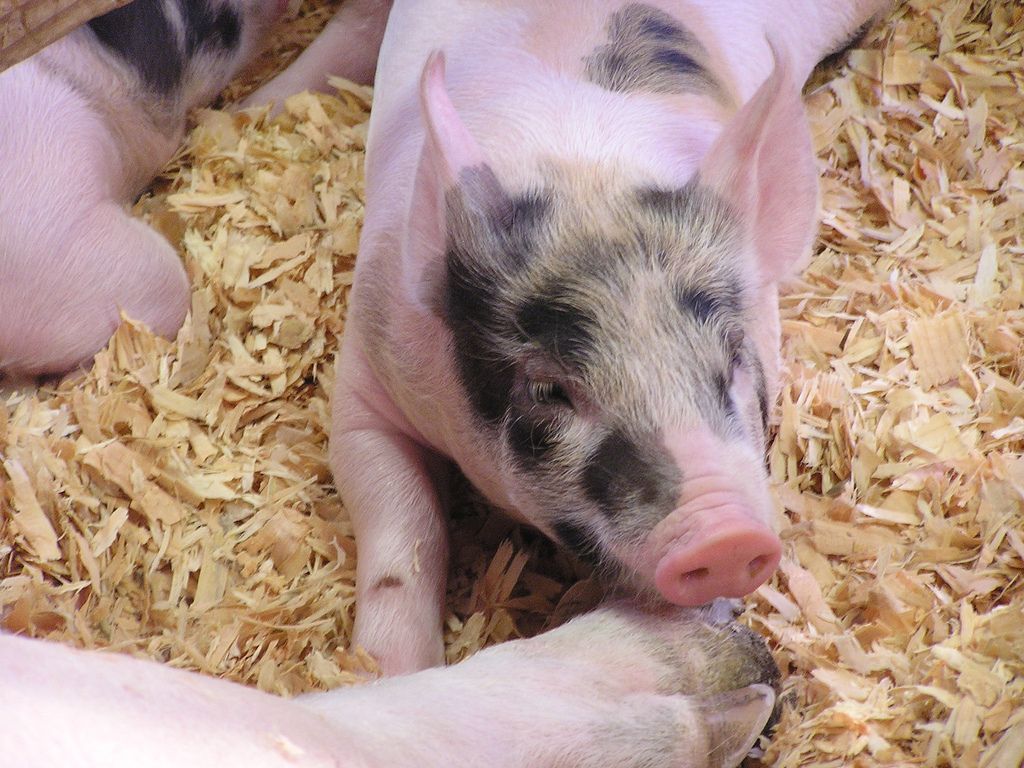 Preços do suíno vivo despencam no encerramento de maio