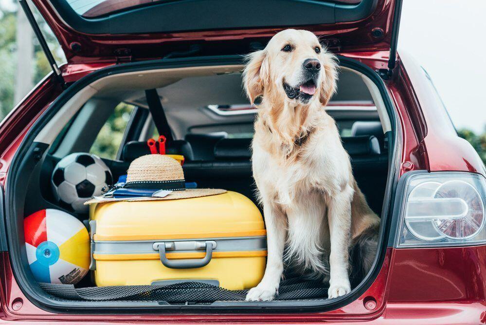 como transportar cachorro em viagem passo a passo
