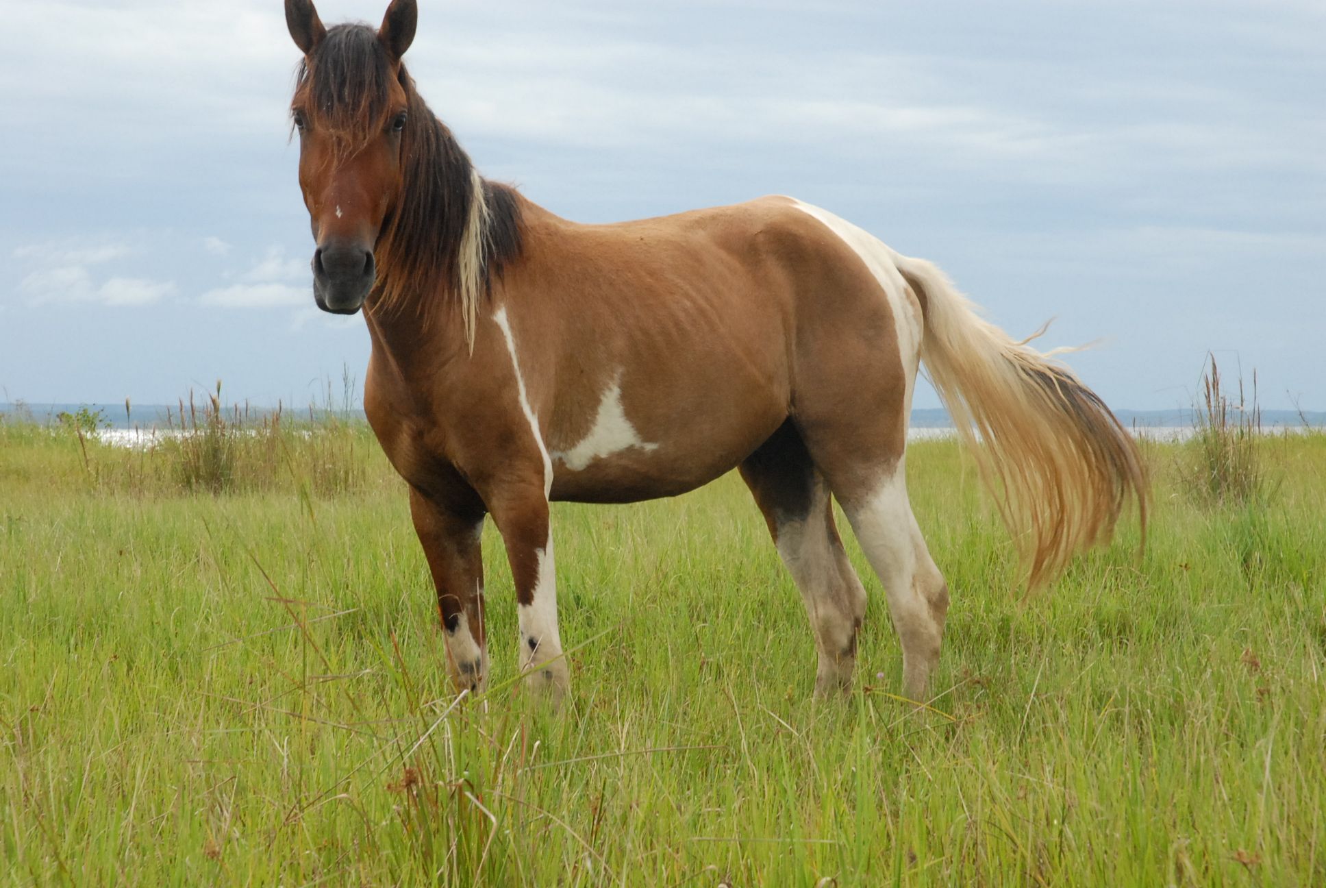 Cavalos e humanos interagem em uma ampla variedade de competições esportivas e atividades recreativas não competitivas, bem como em atividades de trabalho, como trabalho policial, agricultura, entretenimento e terapia