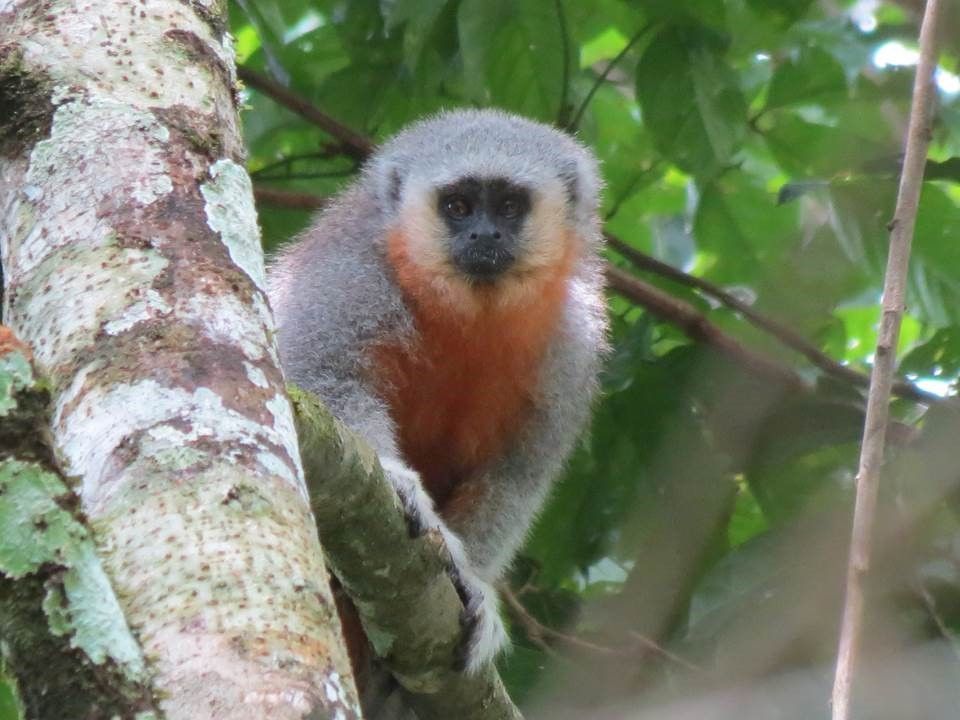 Macacos invadem ônibus em busca de comida; assista 76 Zoguezogue2 1