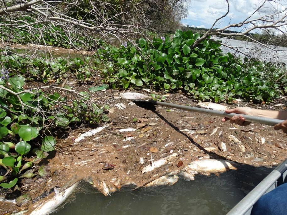 pericia detecta que deposito de sedimentos causou a morte de peixes no rio teles pires 5c6459f4d8e06