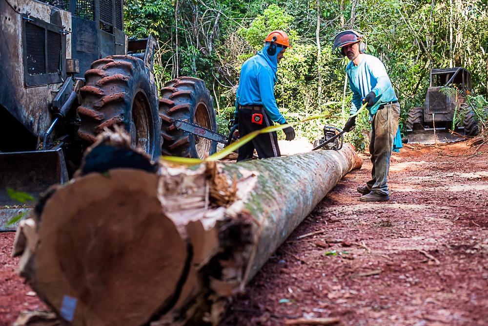 mato grosso apresenta manejo florestal sustentavel no rio grande do sul 5c9e64b01ecd0