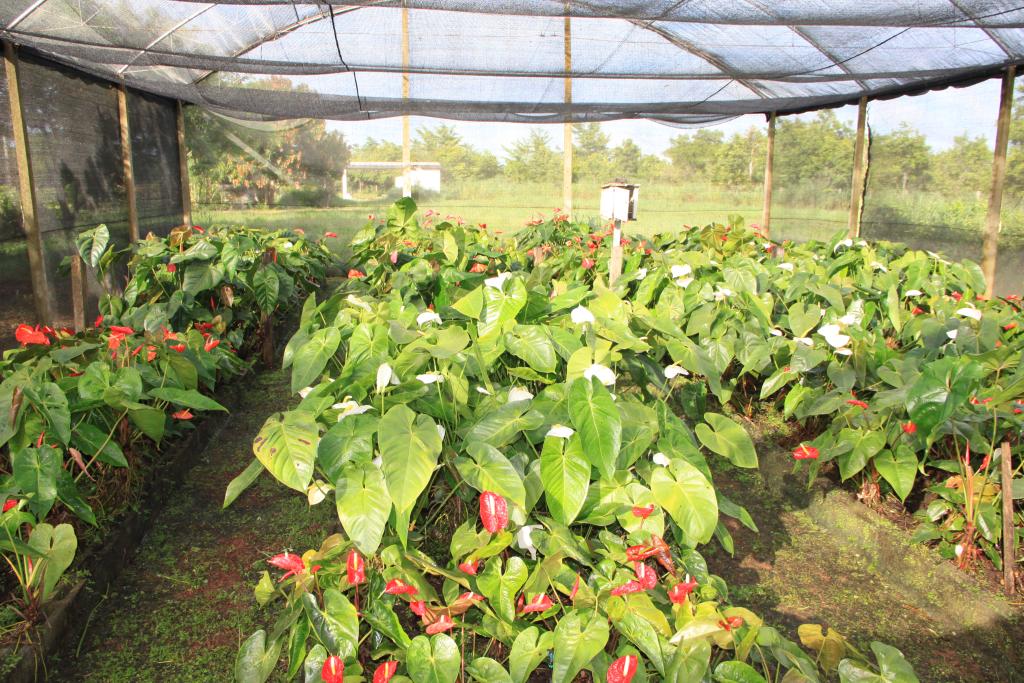visita tecnica sobre flores tropicais em acorizal promove opcao de agronegocio rentavel 5c801930307a6