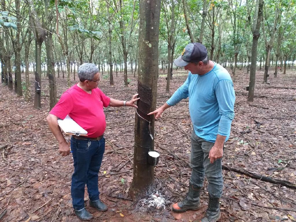 agricultor familiar comercializa dois mil quilos de borracha por mes 5ca3ac874df3d