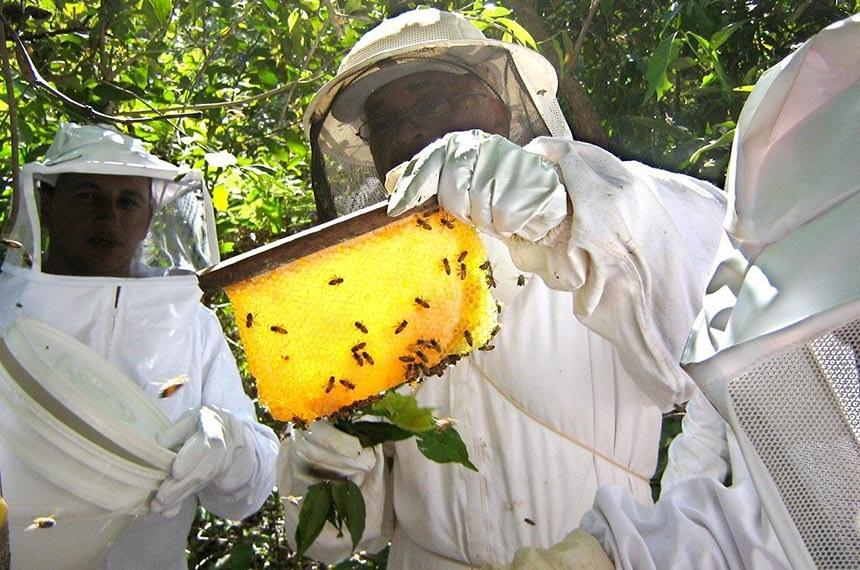 seaf prepara criacao de camara setorial para desenvolvimento da apicultura em mt 5ca5fb335eae9