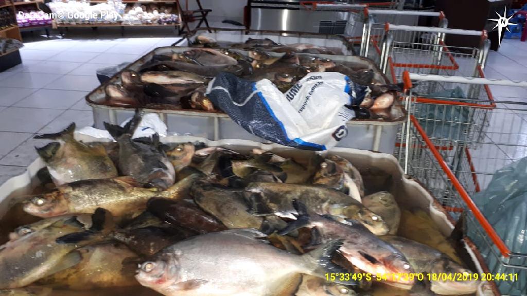 sema apreende 19 mil quilos de pescado em primavera do leste 5cbe3ade1da21