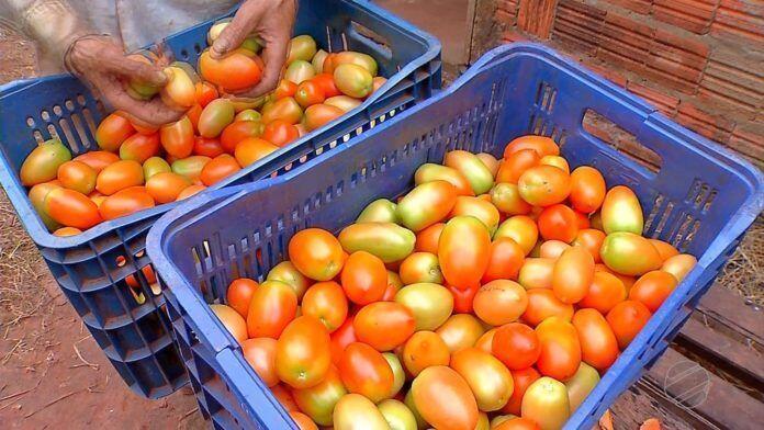tomate-3
