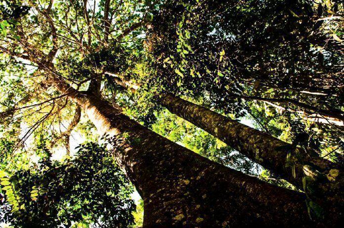 desmatamento Floresta_MEV7340_Floresta desmatamento