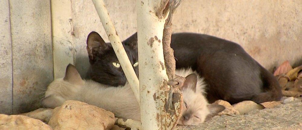 animais envenenados3