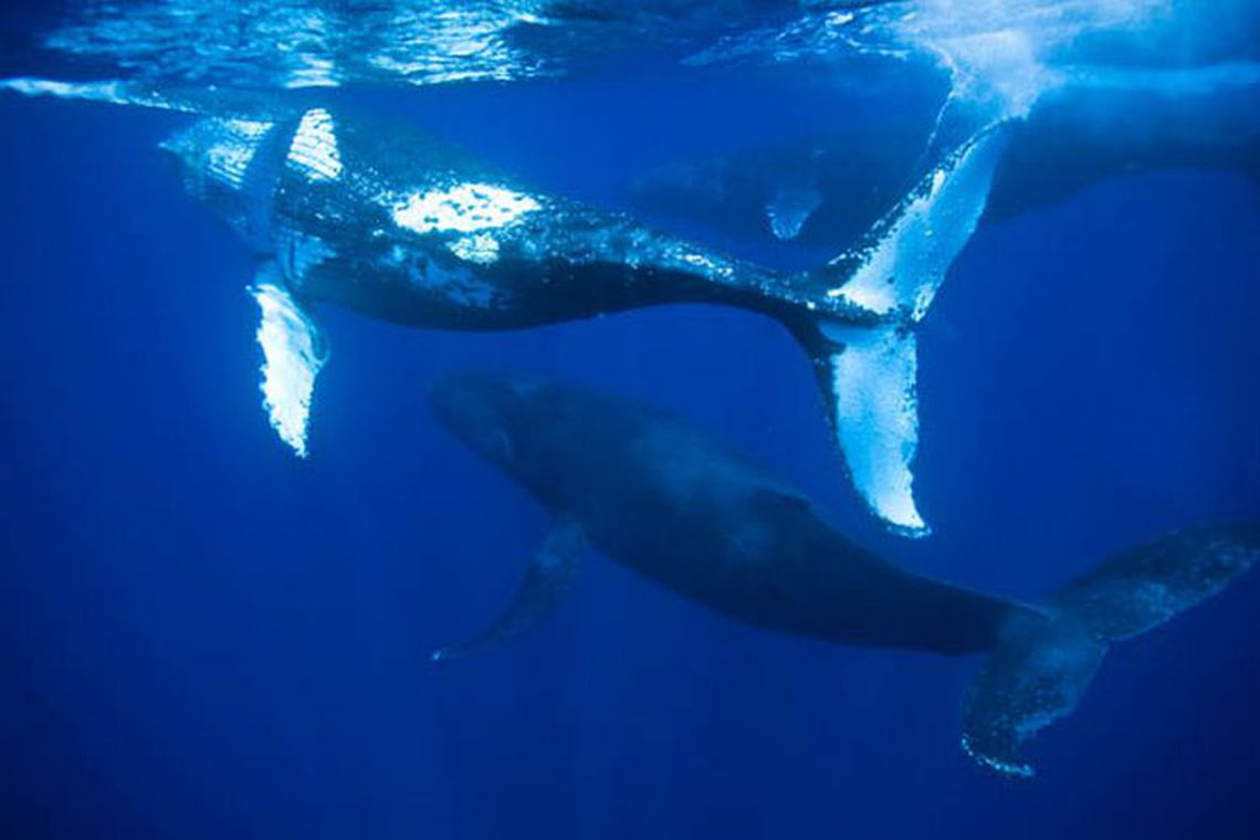 baleia jubarte 2 divulgacao projeto baleia jubarte