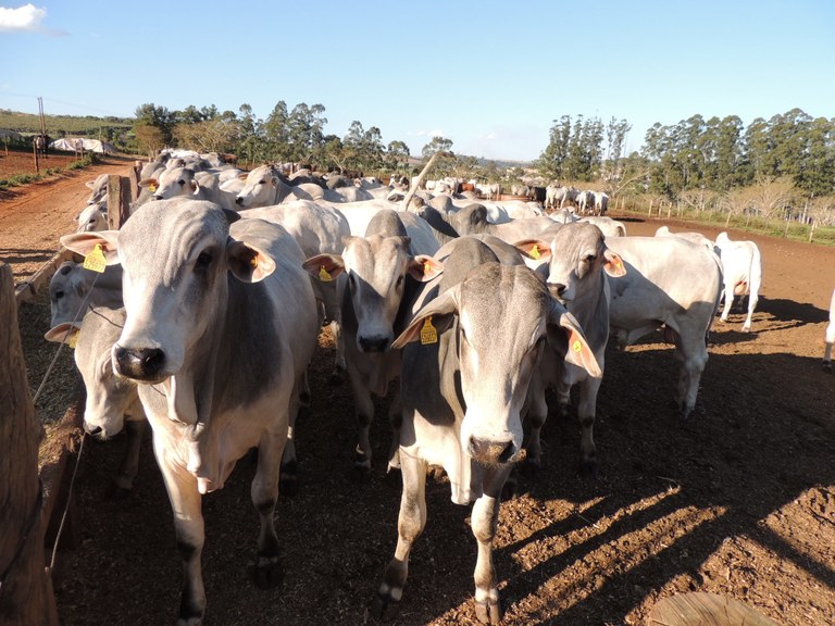 No Brasil, a criação de gado foi iniciada tão logo foram implantados os primeiros engenhos de açúcar em Pernambuco, na primeira metade do século XVI. Serviam para abastecer, de leite e carne, as pessoas que se estabeleciam na área de influência de cada engenho.