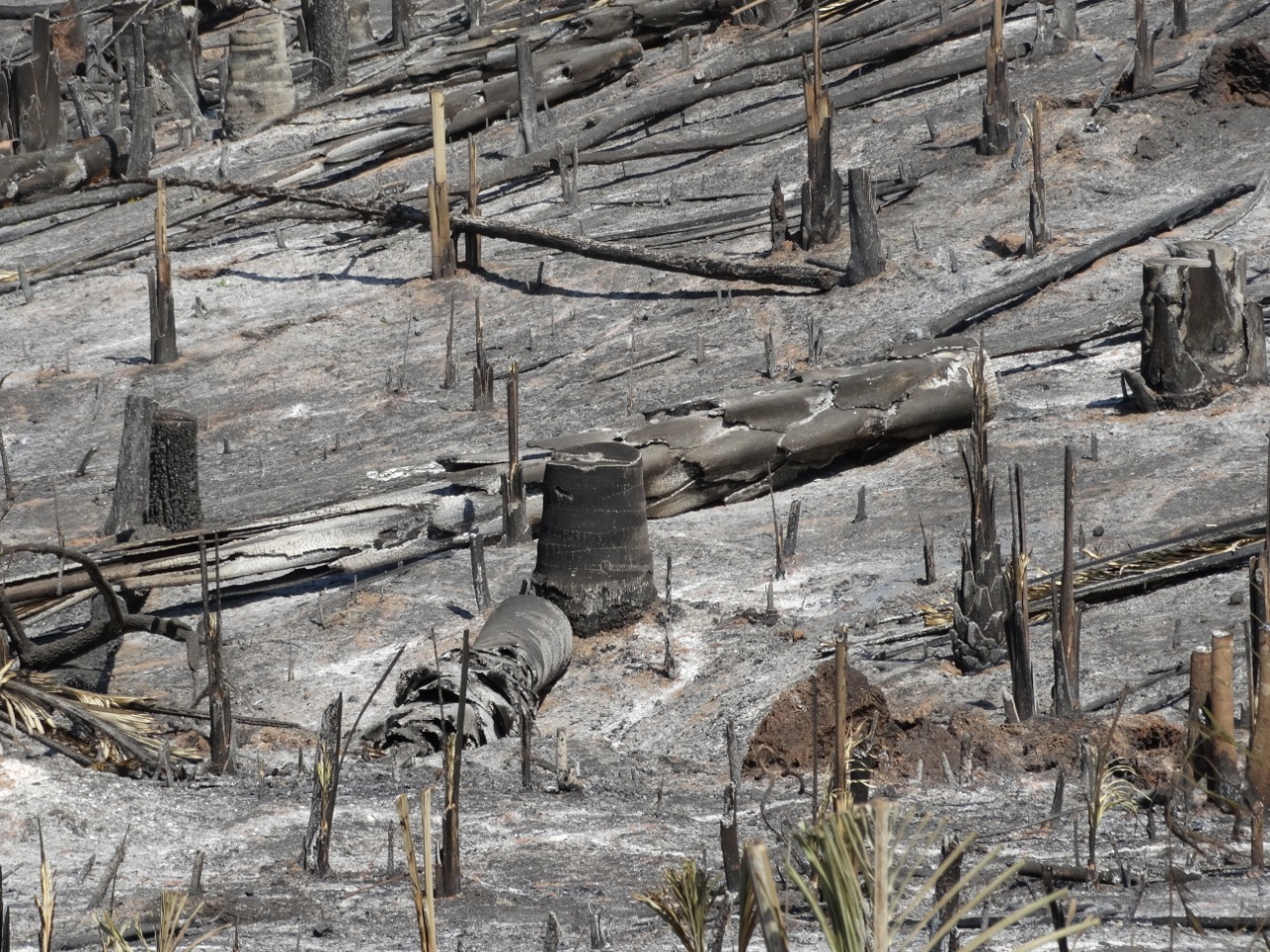 Desmatamento e Incêndio Florestal