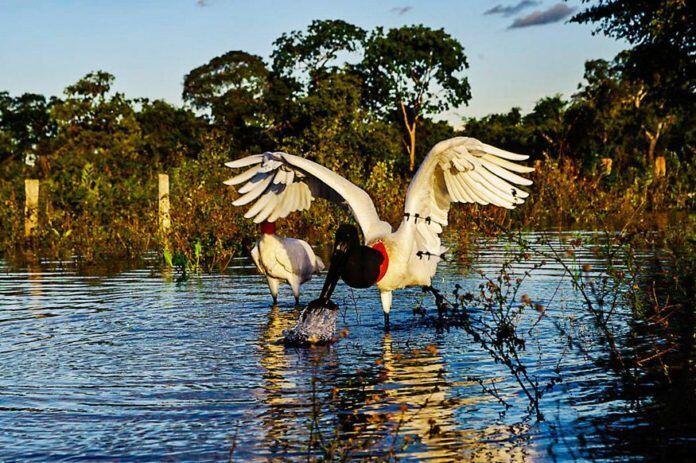 Pantanal
