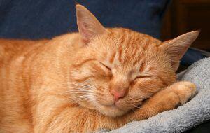 A primeira associação dos gatos com os humanos da qual se tem evidência ocorreu há cerca de 9 500 anos, período mais antigo ao estimado anteriormente, que oscilava entre 3 500 e 8 000 anos.