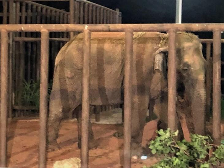 Elefanta Ramba chega a Mato Grosso