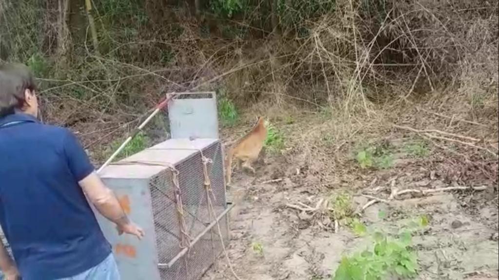 Onça parda é capturada dentro de residência