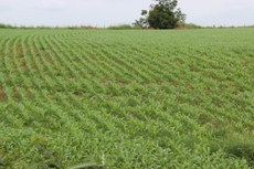 publicado zoneamento agricola de risco climatico de milho de segunda safra 5dd6f3636f623