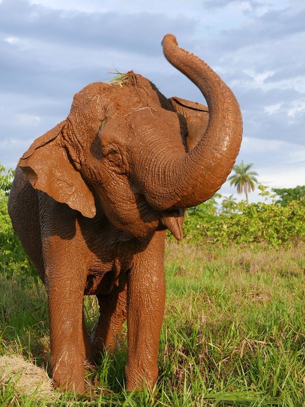 As presas de um elefante são os segundos incisivos superiores. As presas crescem continuamente; as presas de um adulto médio crescem aproximadamente 15 cm por ano