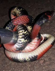 Mulher vê cobra atacando cachorros ao chegar de viagem e pede socorro: 'Veio no motor do carro por mais de 100 km' 2 coral