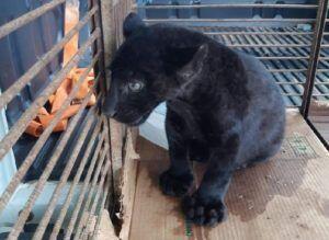 Quase mil animais silvestres são resgatados em MT; 40% a mais que no ano passado 2 onca preta 1
