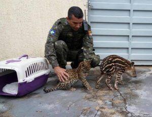 Quase mil animais silvestres são resgatados em MT; 40% a mais que no ano passado 3 thumbnail imagens 2019 24