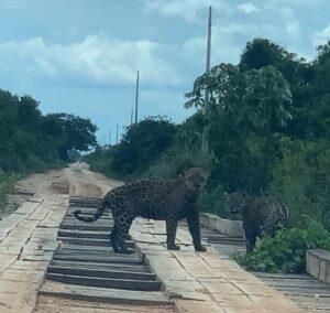 Casal de onça-pintada é flagrado por grupo de amigos em estrada em MT 2 whatsapp image 2019 12 05 at 14.33.34