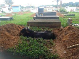 Boi cai em cova de cemitério de MT e é resgatado pelo dono e funcionários do local 82 whatsapp image 2019 12 19 at 14.49.04
