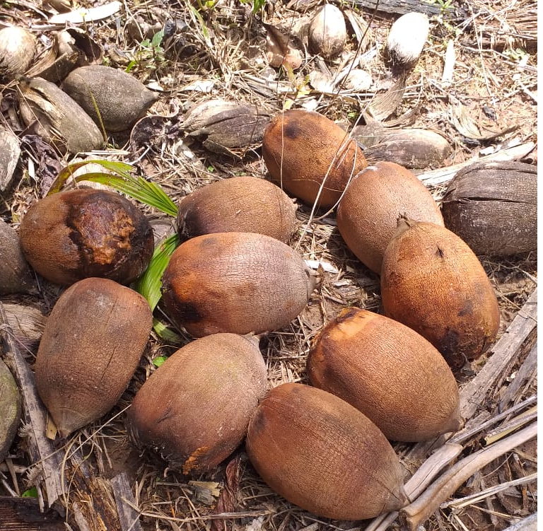 Agricultoras transformam coco do babaçu em fonte de renda com a produção de farinha 1