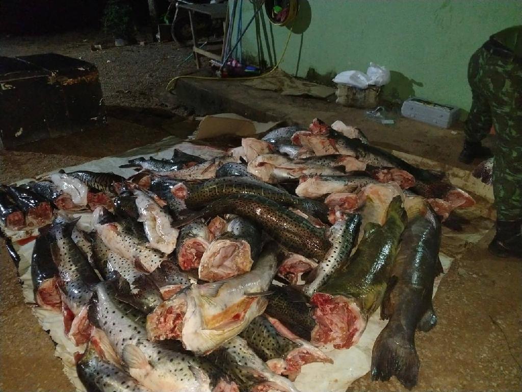 Pesca predatória 1