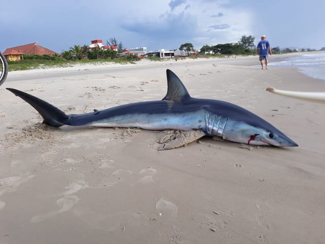 (VIDEO) Tubarão encalha em praia do Paraná; animal tinha 2,26 metros 2 felipe correa 3