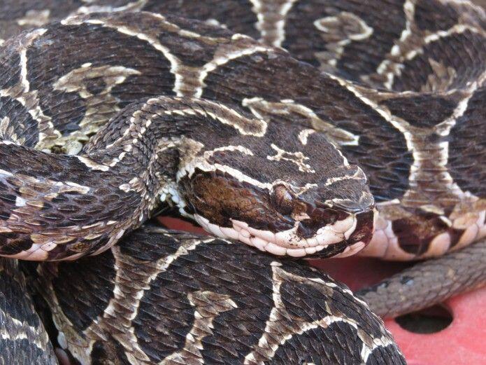 Homem morre após ser picado por cobra venenosa no interior do Paraná PR 2 img 2096