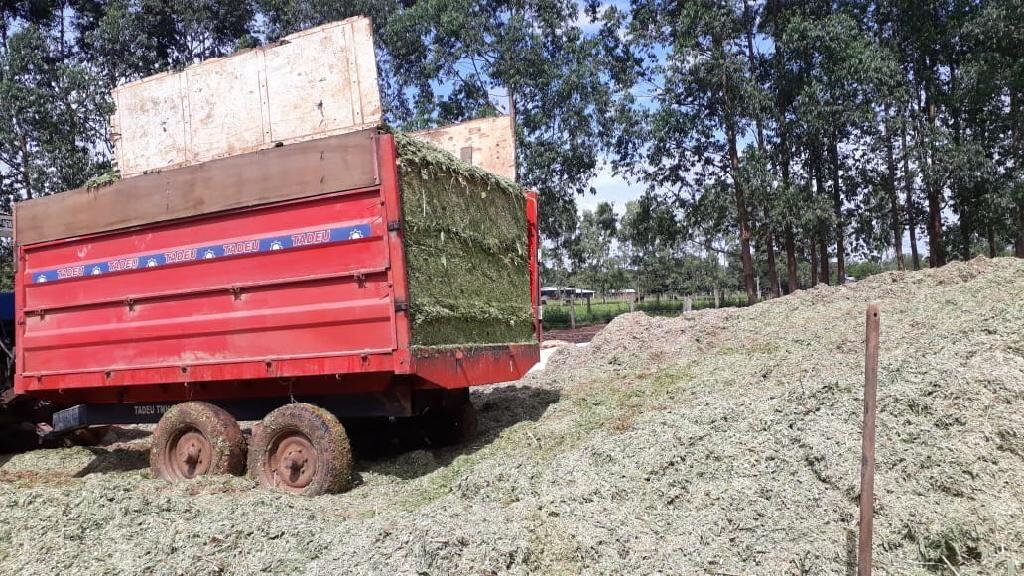 Fabricação de silagem e técnica de manejo aumenta produção de leite 1