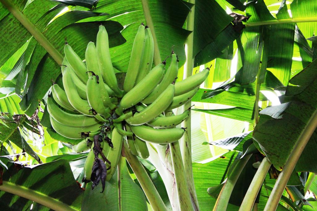 Nova variedade de banana é criada em MT, Mato Grosso