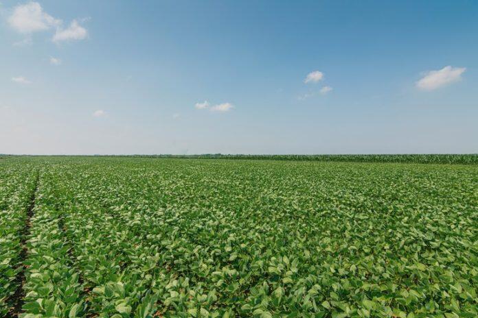 agricultura