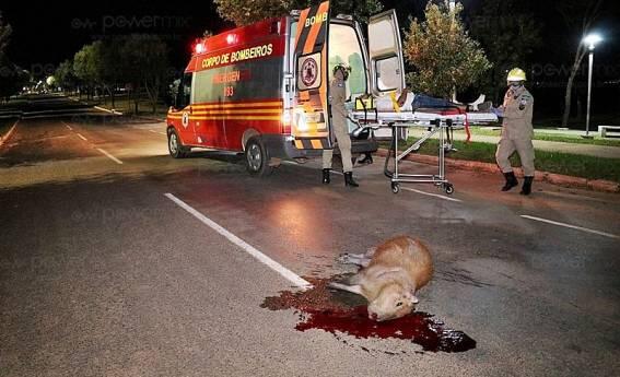 Capivara morre após acidente envolvendo motocicleta no centro de Nova Mutum 2 91c06623392cfc2aceee39be5d5a48d3